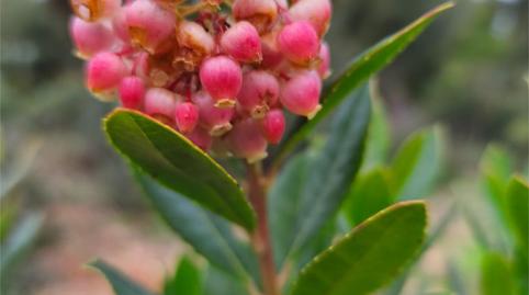 Foto 3 de Pis en venda a Urbanización Los Arrayanes, La Puebla del Río, Sevilla