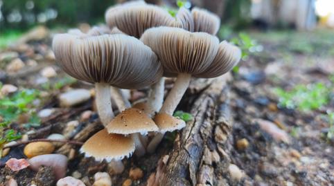 Foto 4 de Pis en venda a Urbanización Los Arrayanes, La Puebla del Río, Sevilla