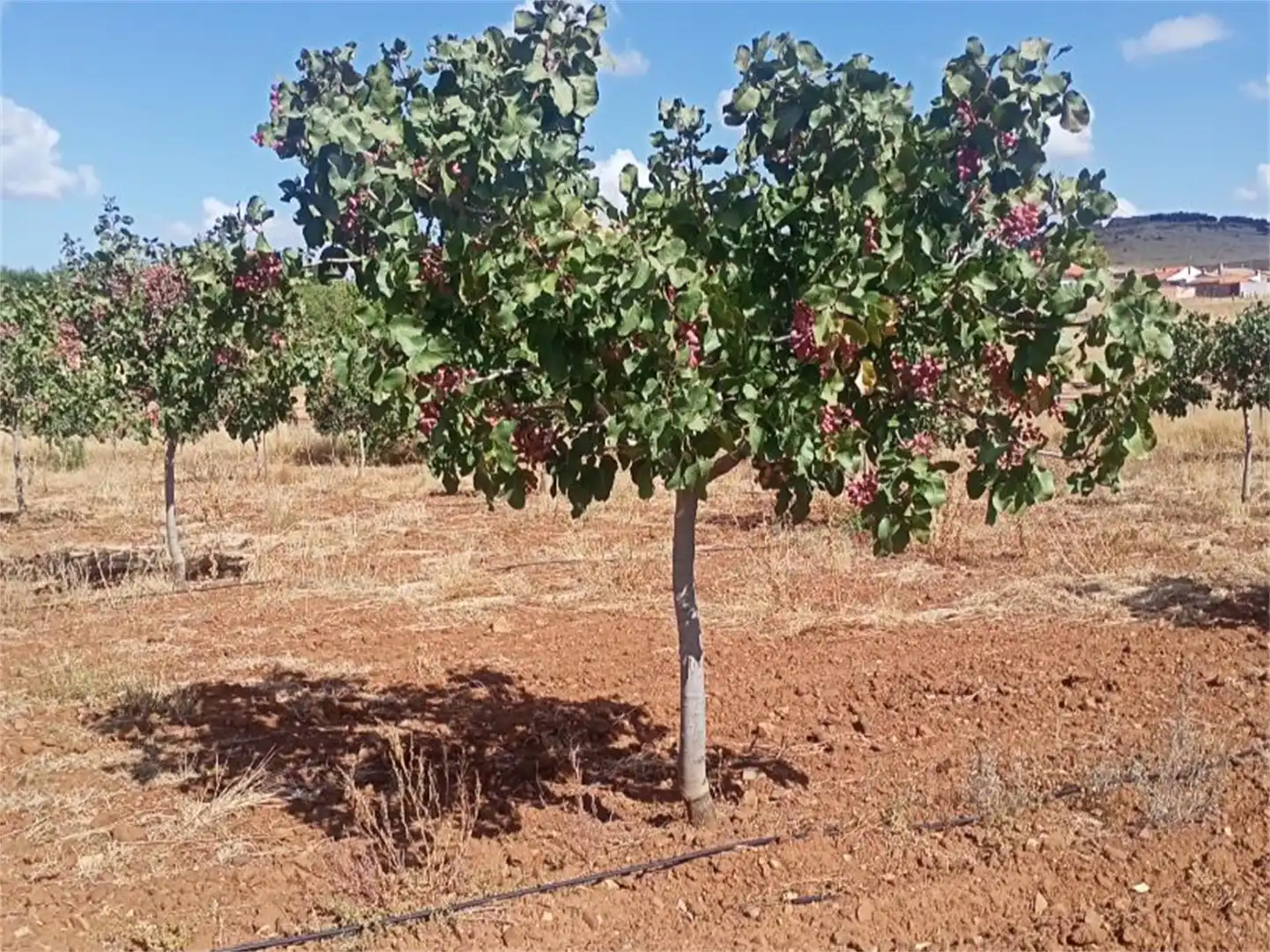 Finca rústica en venda a Carretera Puertollano a Villar, 17f, Carretera de Córdoba - Libertad Jardí de Finca rústica en venda en Puertollano