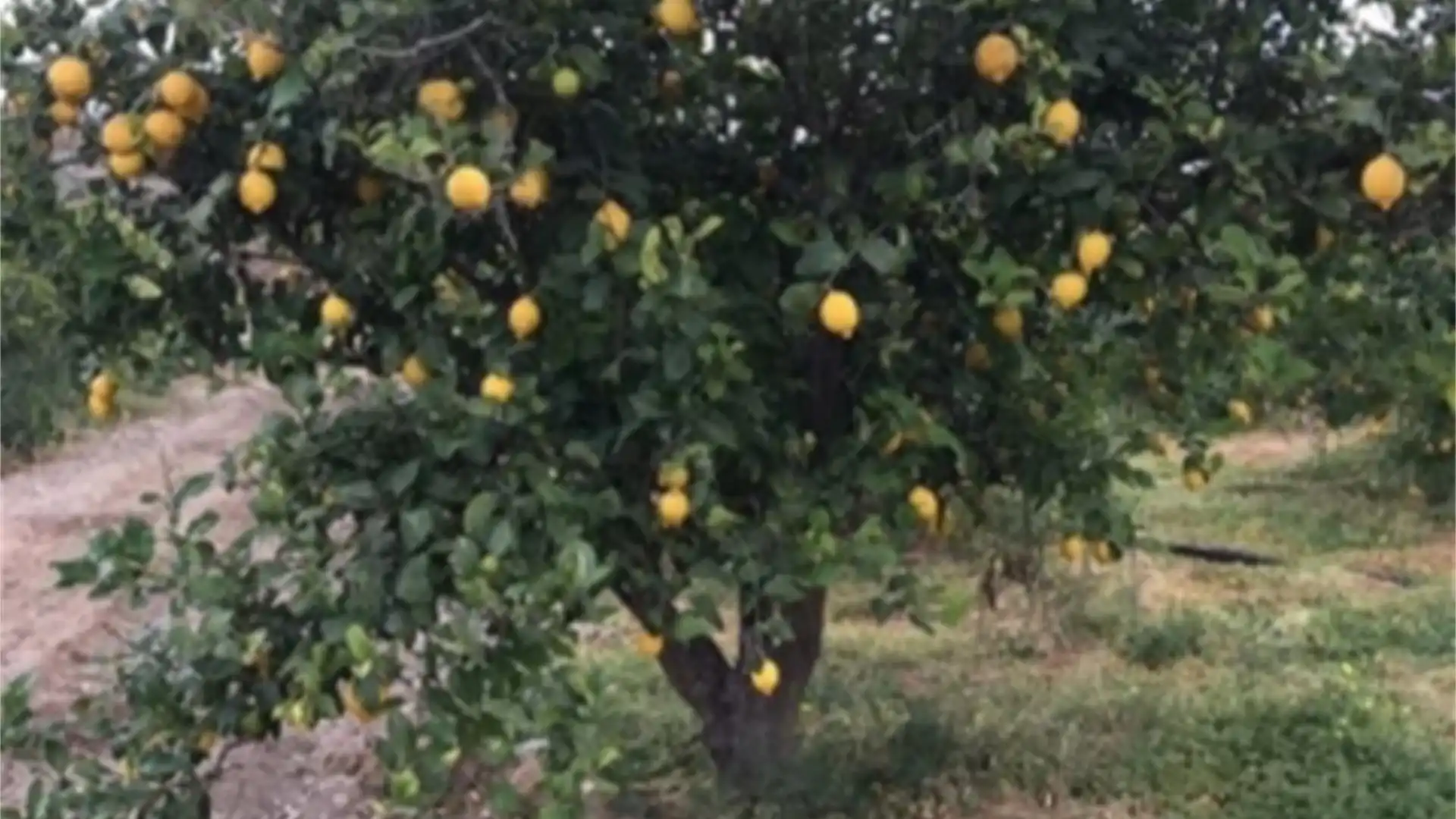 Jardín de Terreno en venta en Cartagena