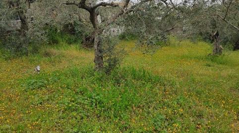Single-family semi-detached for sale in Calle Daoíz y Velarde, 9, Malpartida de Plasencia, Cáceres - image 3 Photo 3 of Single-family semi-detached for sale in Calle Daoíz y Velarde, 9, Malpartida de Plasencia, Cáceres