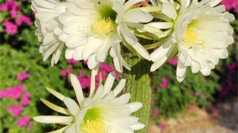 Foto 3 de Casa o xalet en venda a Camino de la Closa, Closa de Vinaròs - Ermita, Castellón