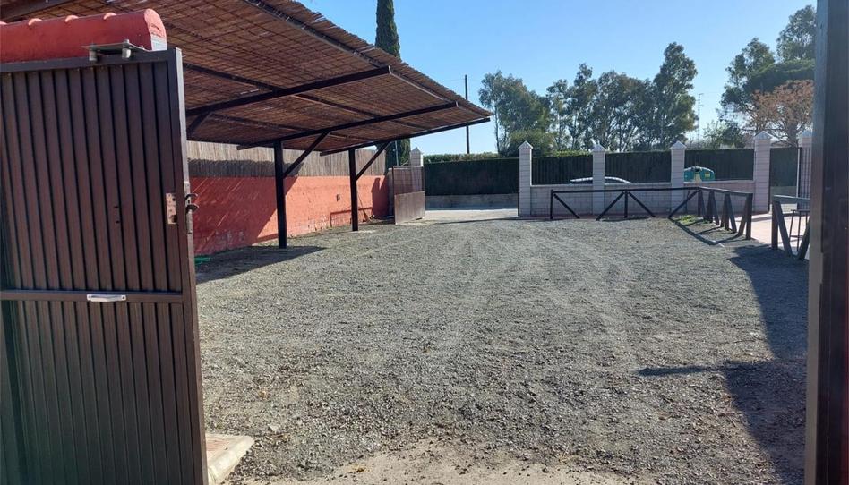 Finca rústica en venda a Avenida de Sevilla, Los Palacios y Villafranca, Sevilla - imatge 1 Foto 1 de Finca rústica en venda a Avenida de Sevilla, Los Palacios y Villafranca, Sevilla
