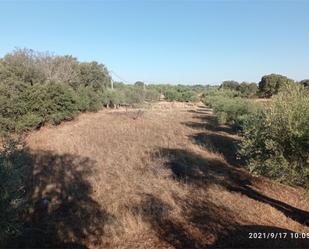 Finca rústica en venda en Arroyo de la Luz