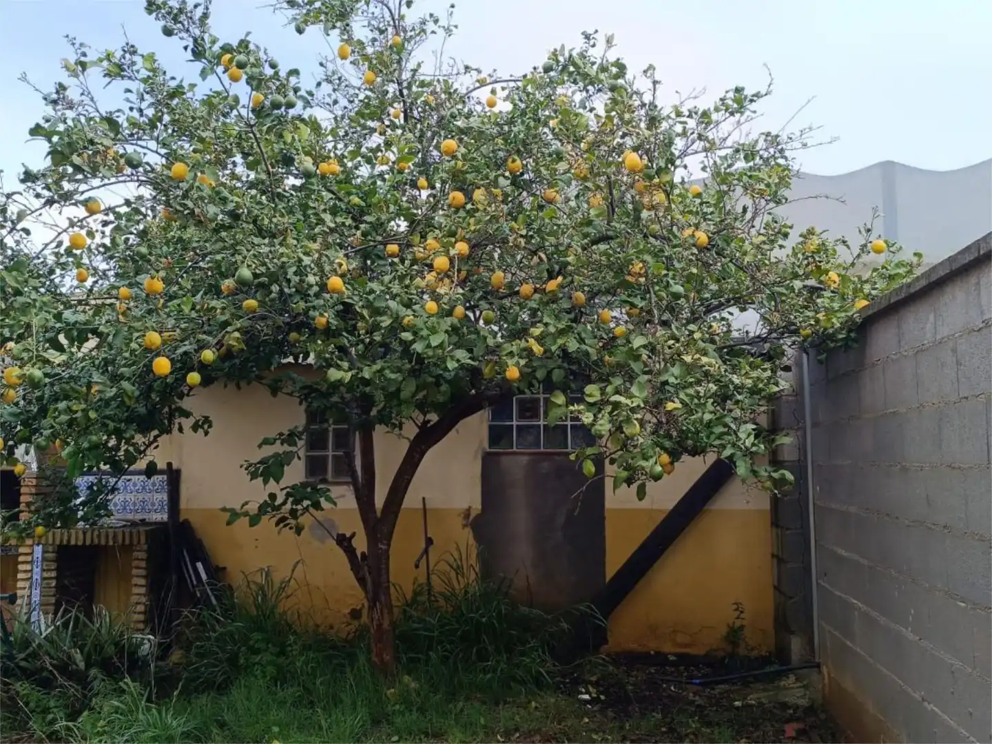 Jardín de Casa o chalet en venta en Carmona con Aire acondicionado, Terraza y Piscina