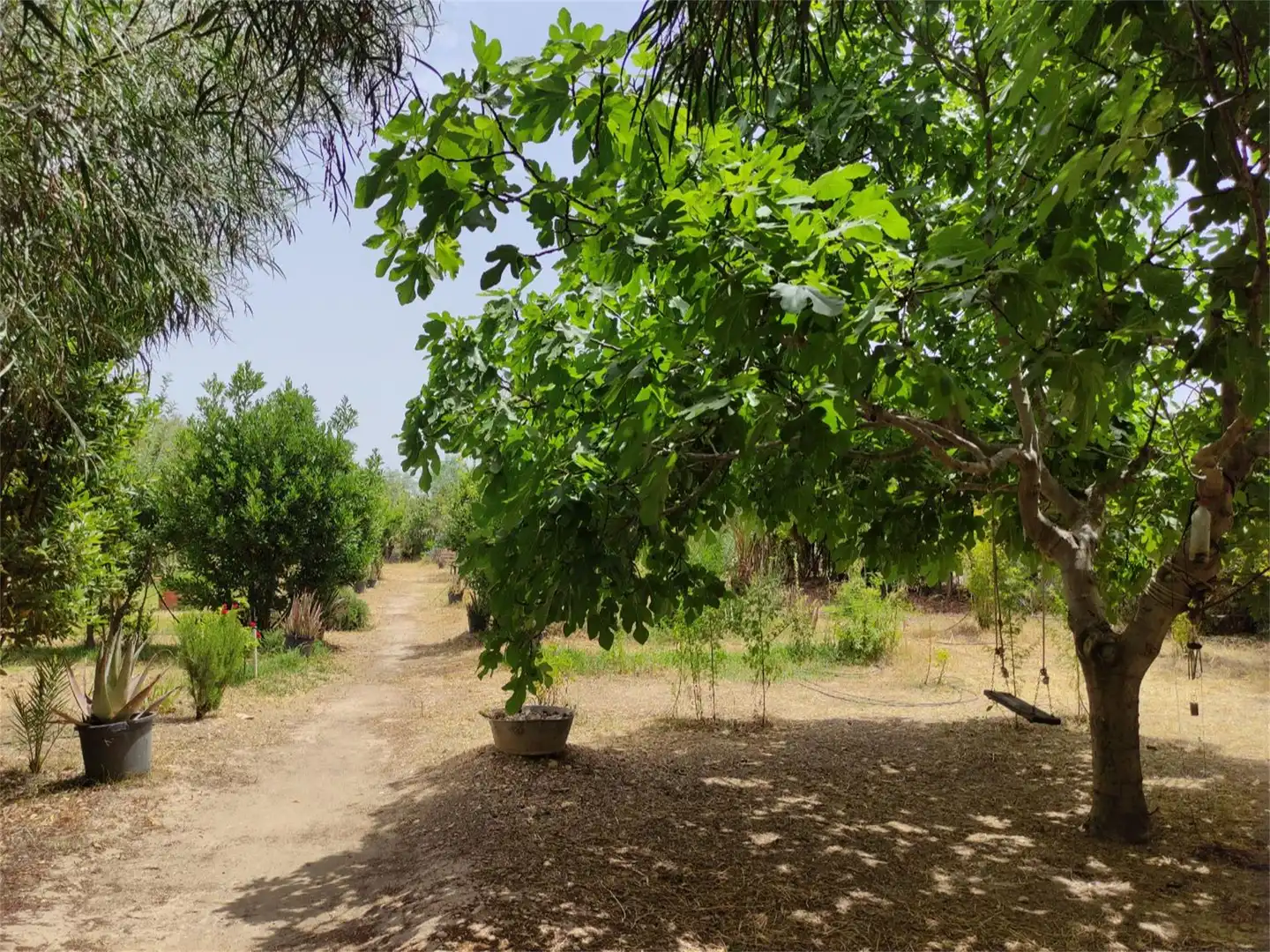 Finca rústica en venta en Camino Casa Río, Pedanías Oeste Finca rústica en venta en Aspe con Jardín privado, Terraza y Trastero