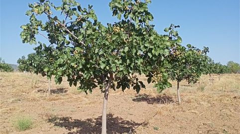 Foto 4 de Finca rústica en venda a Carretera Puertollano a Villar, 17f, Carretera de Córdoba - Libertad, Puertollano