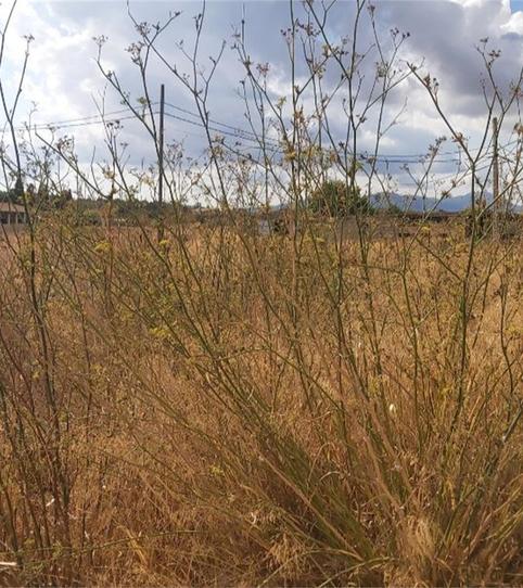 Planta baja for sale in Carrer Cap Enderrocat, Son Roca, Illes Balears - image 2 Photo 2 of Planta baja for sale in Carrer Cap Enderrocat, Son Roca, Illes Balears