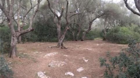 Finca rústica en venda a Camí de Sa Tortuga, Felanitx Poble, Illes Balears - imatge 4 Foto 4 de Finca rústica en venda a Camí de Sa Tortuga, Felanitx Poble, Illes Balears