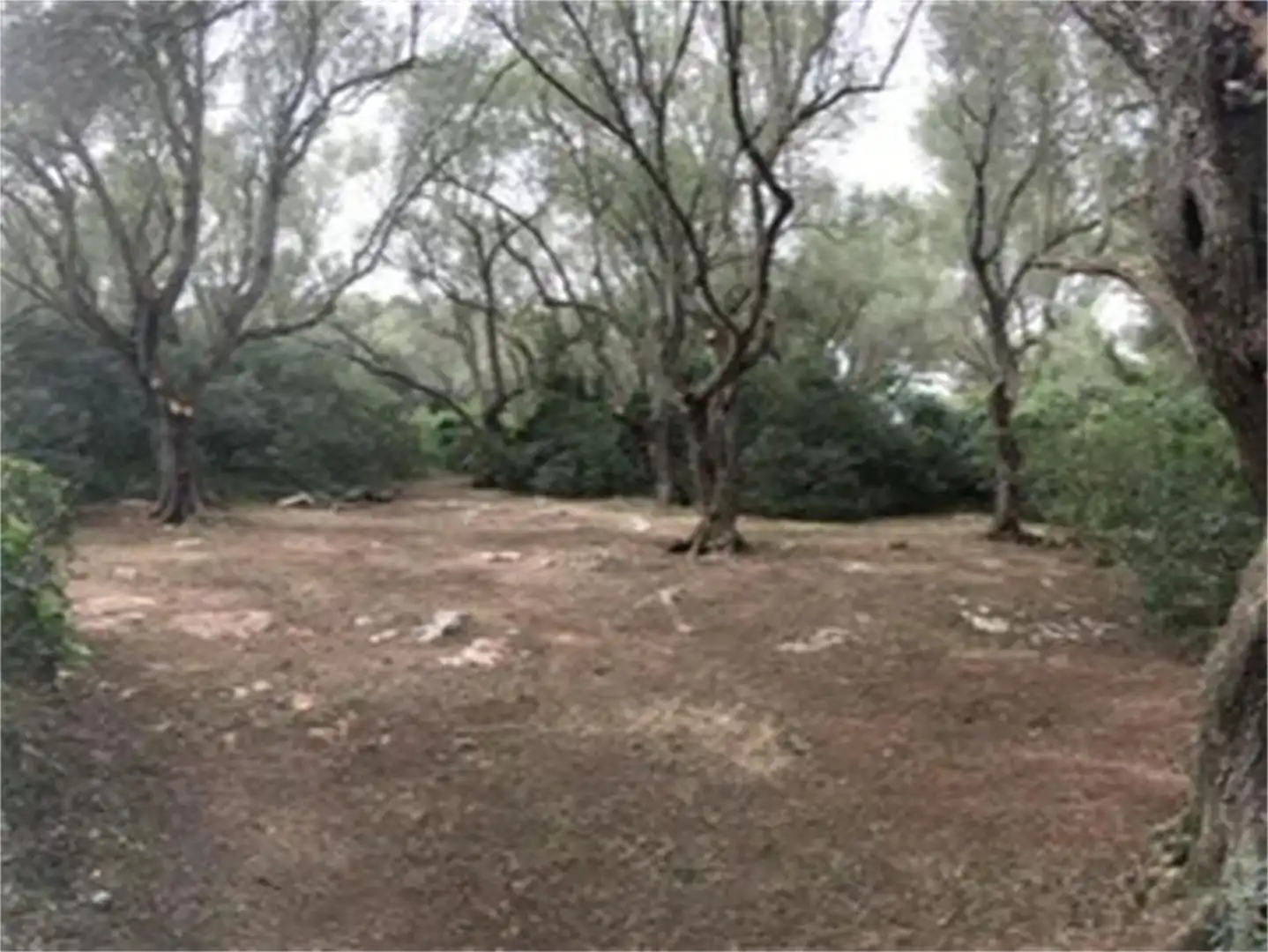 Finca rústica en venda a Camí de Sa Tortuga, Felanitx Poble Finca rústica en venda en Felanitx