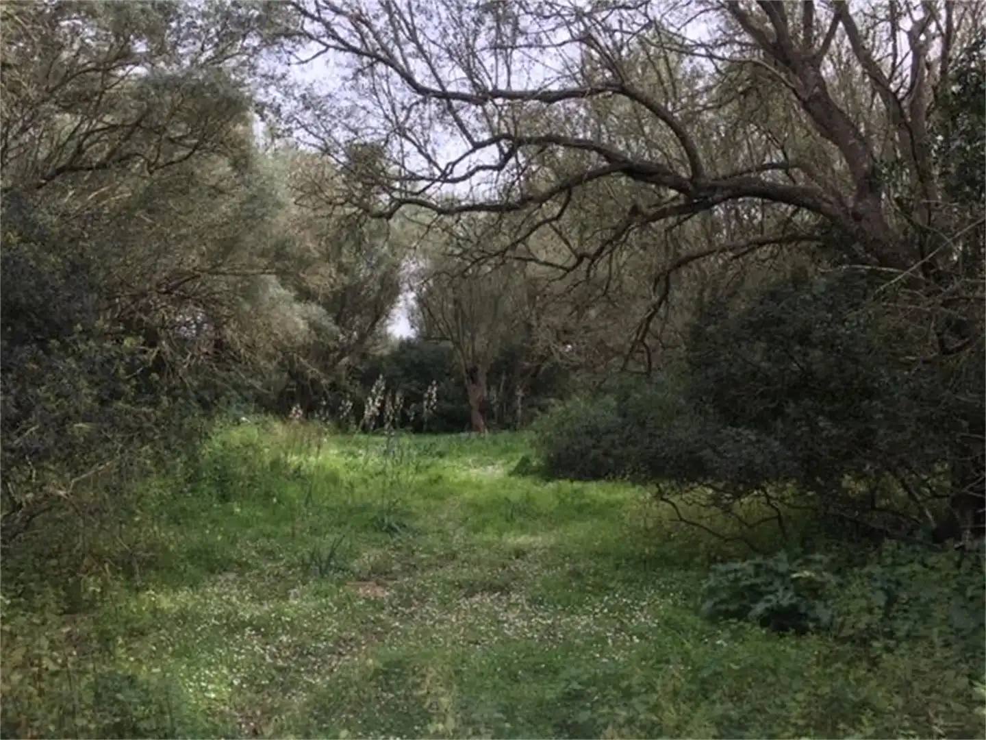 Finca rústica en venda a Camí de Sa Tortuga, Felanitx Poble Finca rústica en venda en Felanitx