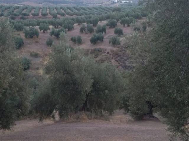 Finca rústica en Venta en Aulabar en Bélmez de la Moraleda