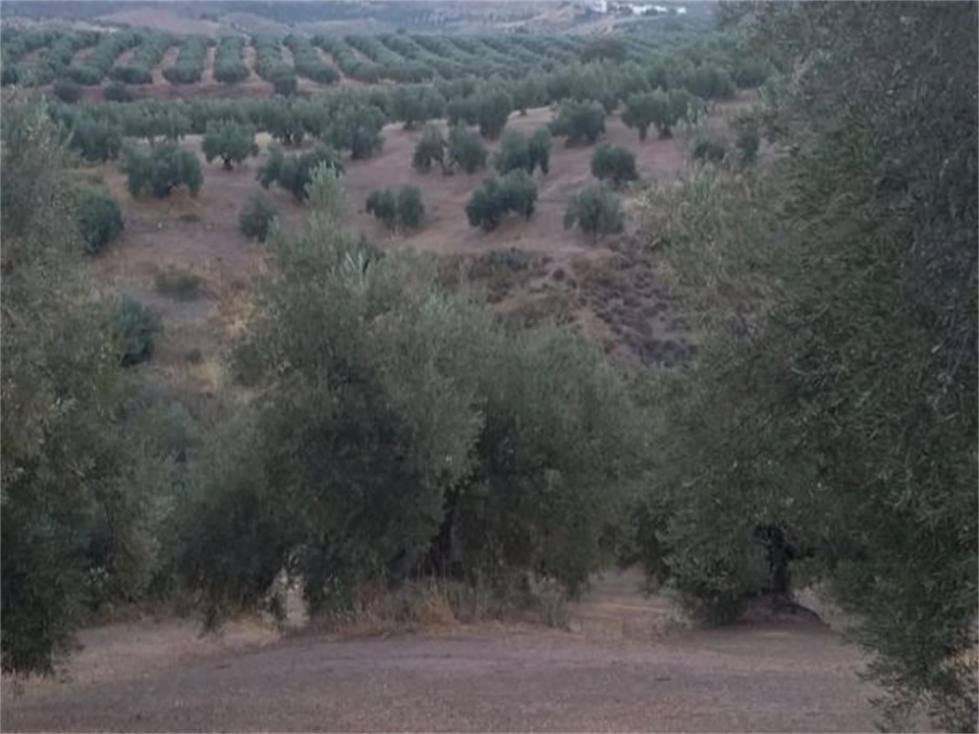 Finca rústica en venda en Bélmez de la Moraleda amb Traster, Moblat i Balcó