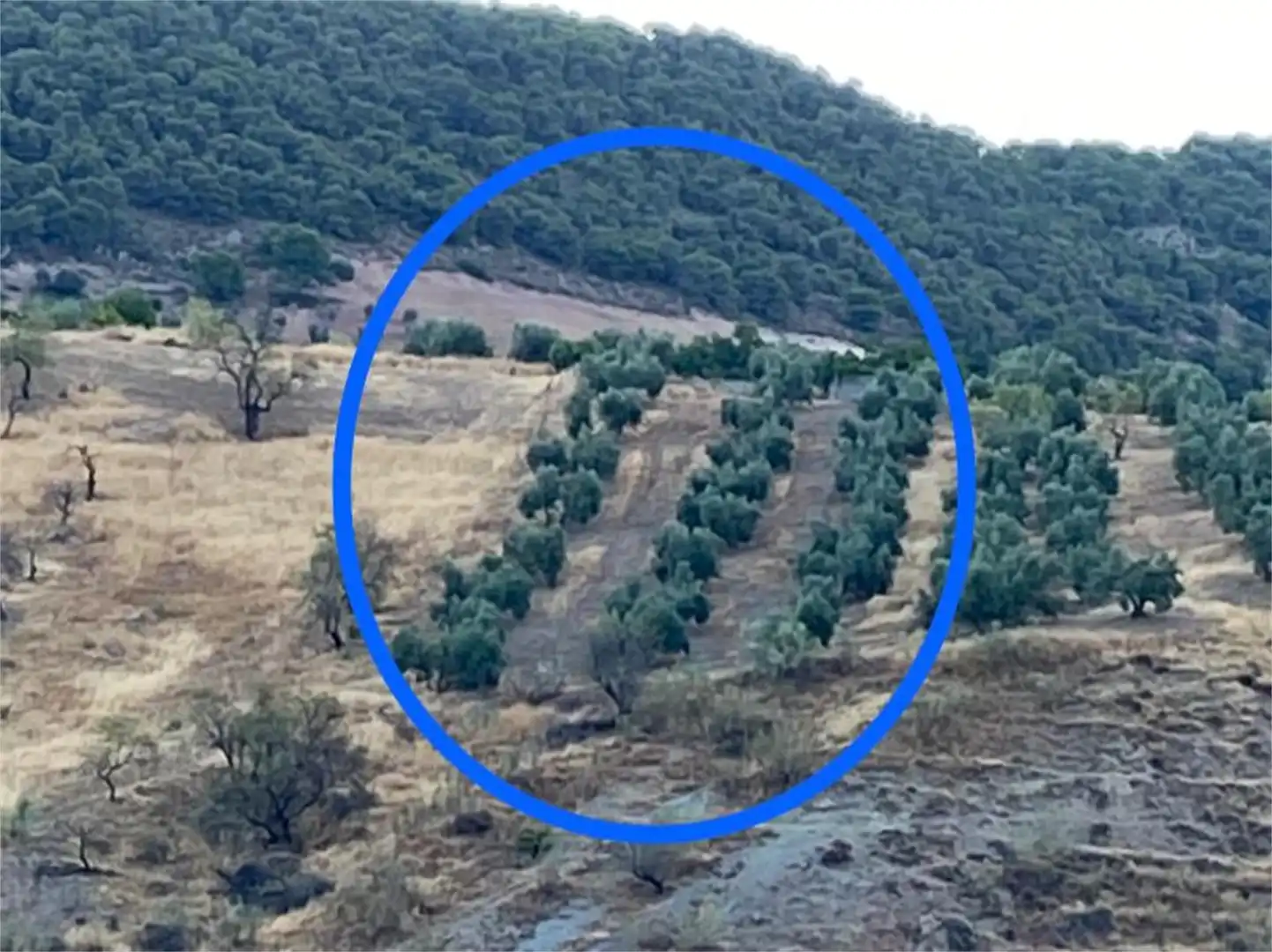 Finca rústica en venta en Aulabar, Bélmez de la Moraleda Finca rústica en venta en Bélmez de la Moraleda con Balcón