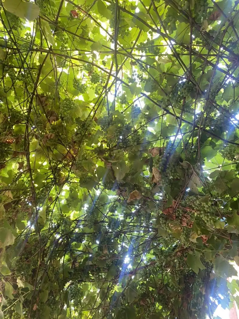 Finca rústica en venta en Taín, Lalín Jardín de Finca rústica en venta en Lalín con Jardín privado y Parking comunitario