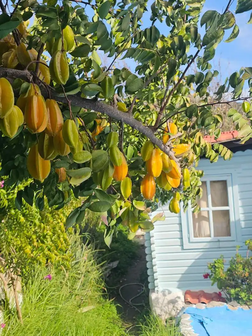 Finca rústica en venta en Camino del Zamorano, Almuñécar Jardín de Finca rústica en venta en Almuñécar con Terraza y Balcón