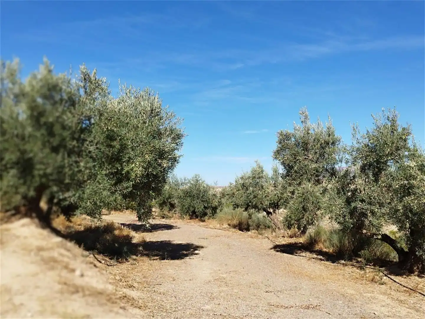 Country homes for sale in Pozo Alcón Country homes for sale in Pozo Alcón