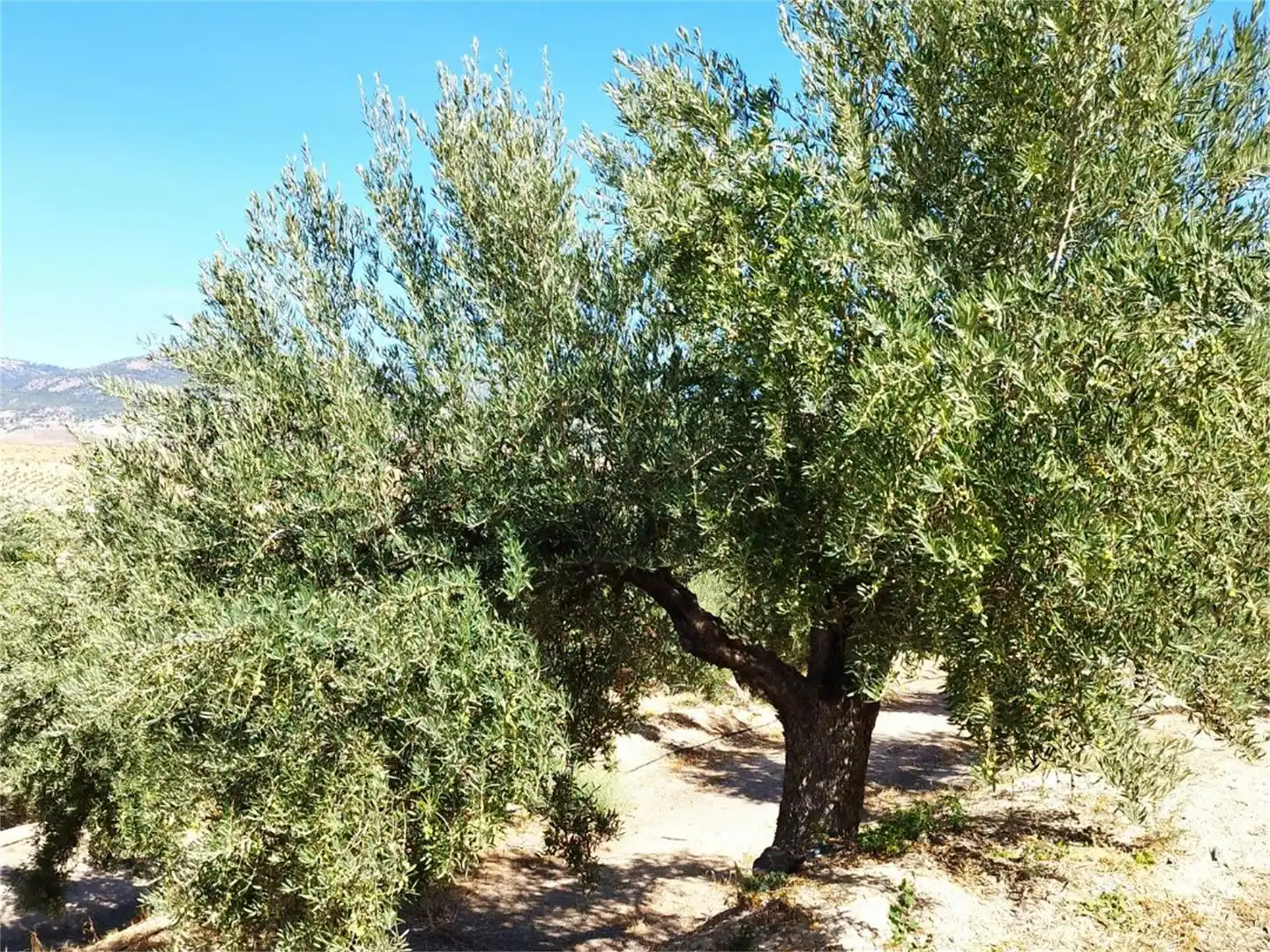 Country homes for sale in Pozo Alcón Garden of Country homes for sale in Pozo Alcón