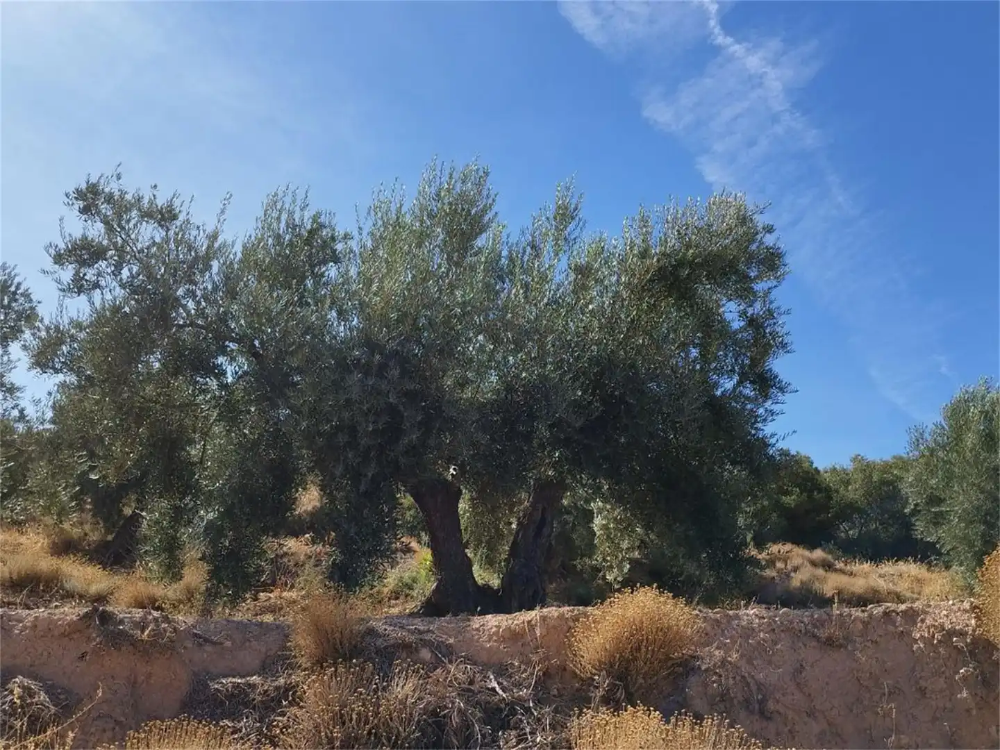 Country homes for sale in Pozo Alcón Garden of Country homes for sale in Pozo Alcón