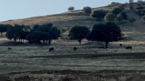 Grundstücke zum Verkauf in Calle Abrevadero, 9, Villamanrique, Ciudad Real - Bild 4 Foto 4 von Grundstücke zum Verkauf in Calle Abrevadero, 9, Villamanrique, Ciudad Real