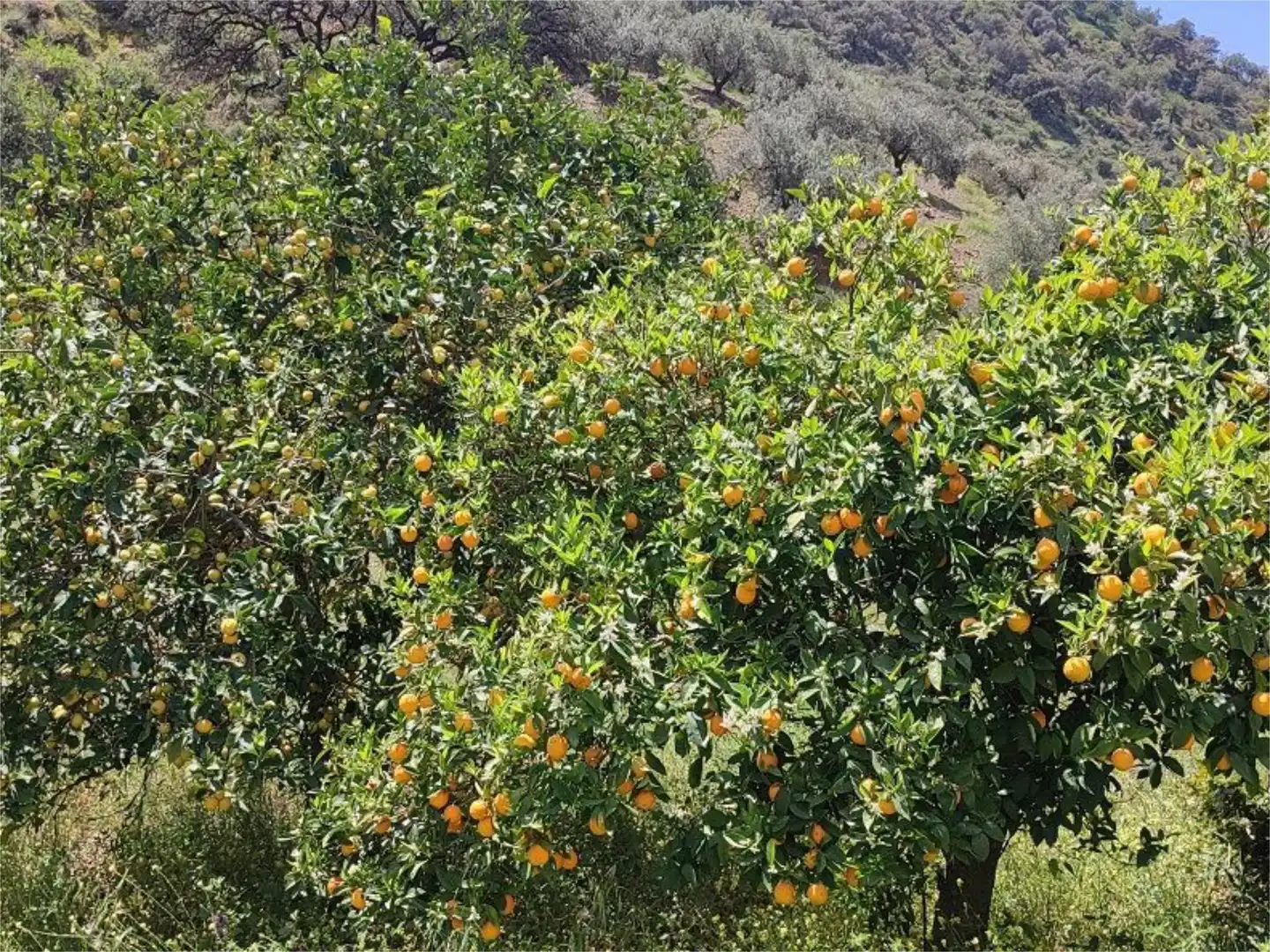 Jardín de Piso en venta en Málaga