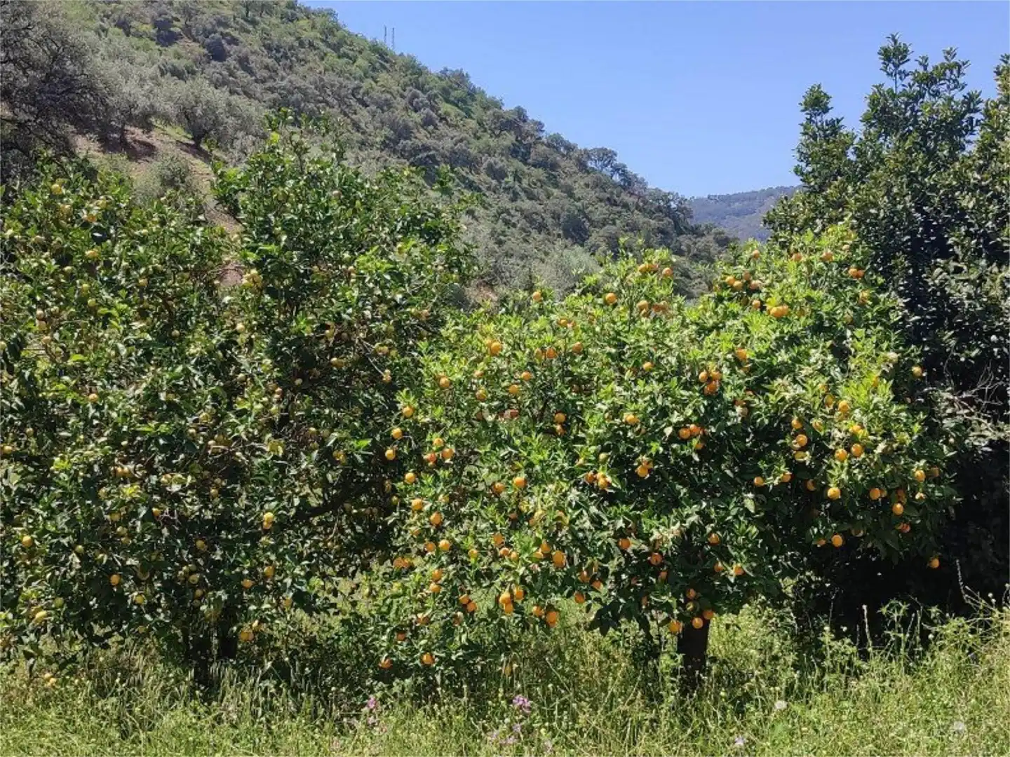 Jardín de Piso en venta en Málaga