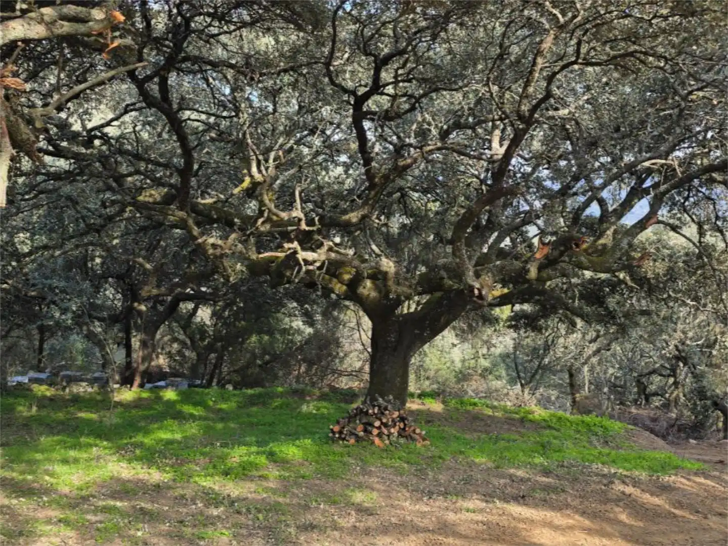 Finca rústica en venda a Calle de los Molinos, Hinojosa de San Vicente Jardí de Finca rústica en venda en Hinojosa de San Vicente