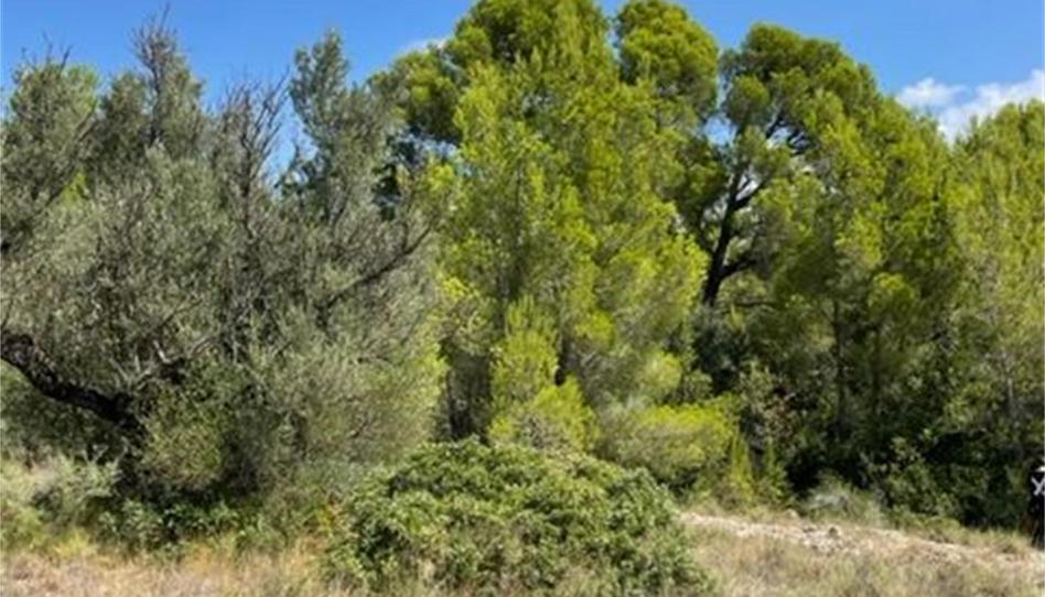 Finca rústica en venda a Carrer Zona Pilans C, ., Roquetes, Tarragona - imatge 1 Foto 1 de Finca rústica en venda a Carrer Zona Pilans C, ., Roquetes, Tarragona