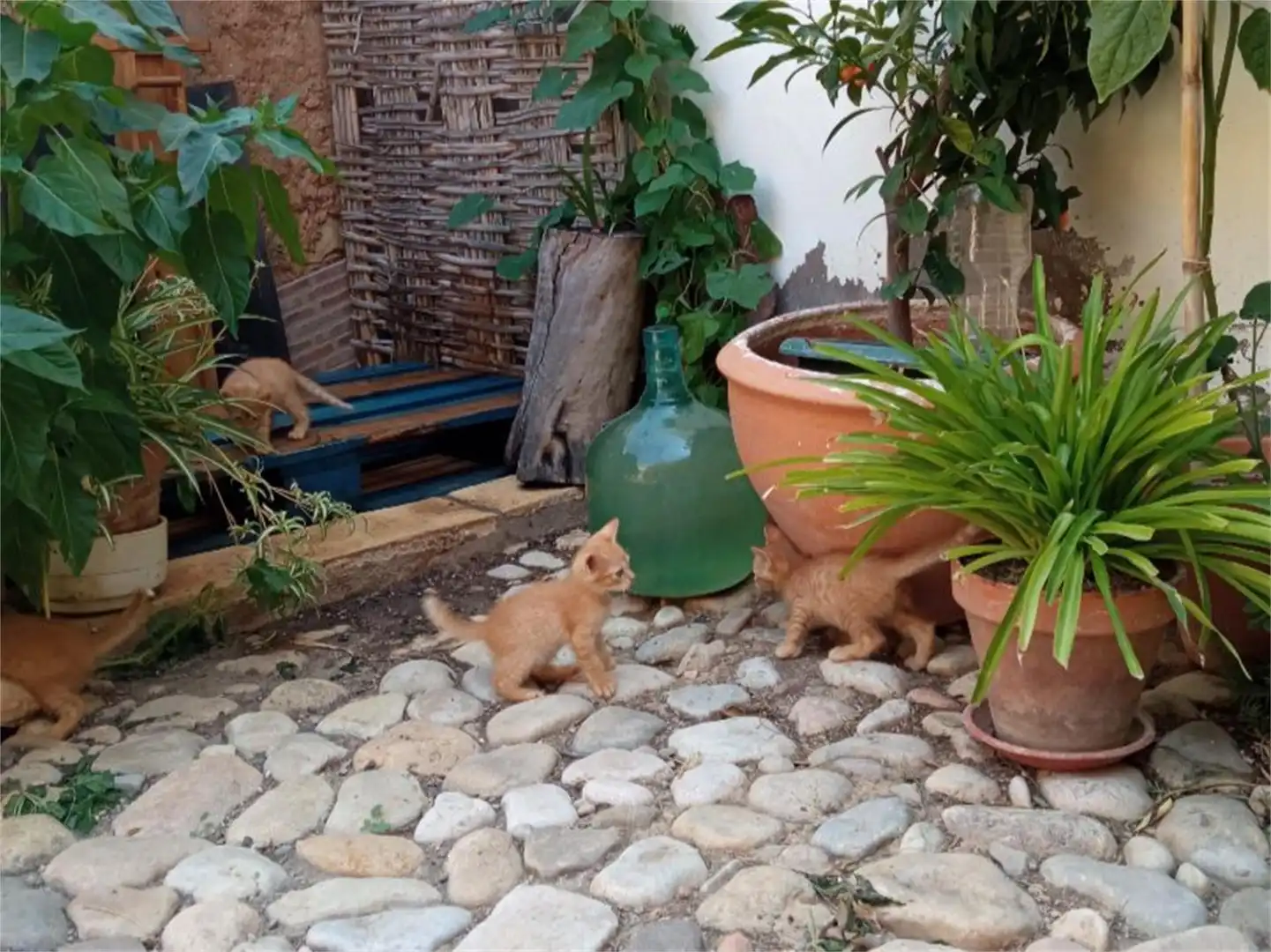 Garten von Wohnung zur untervermieten in Albalate del Arzobispo mit Privatgarten und Möbliert