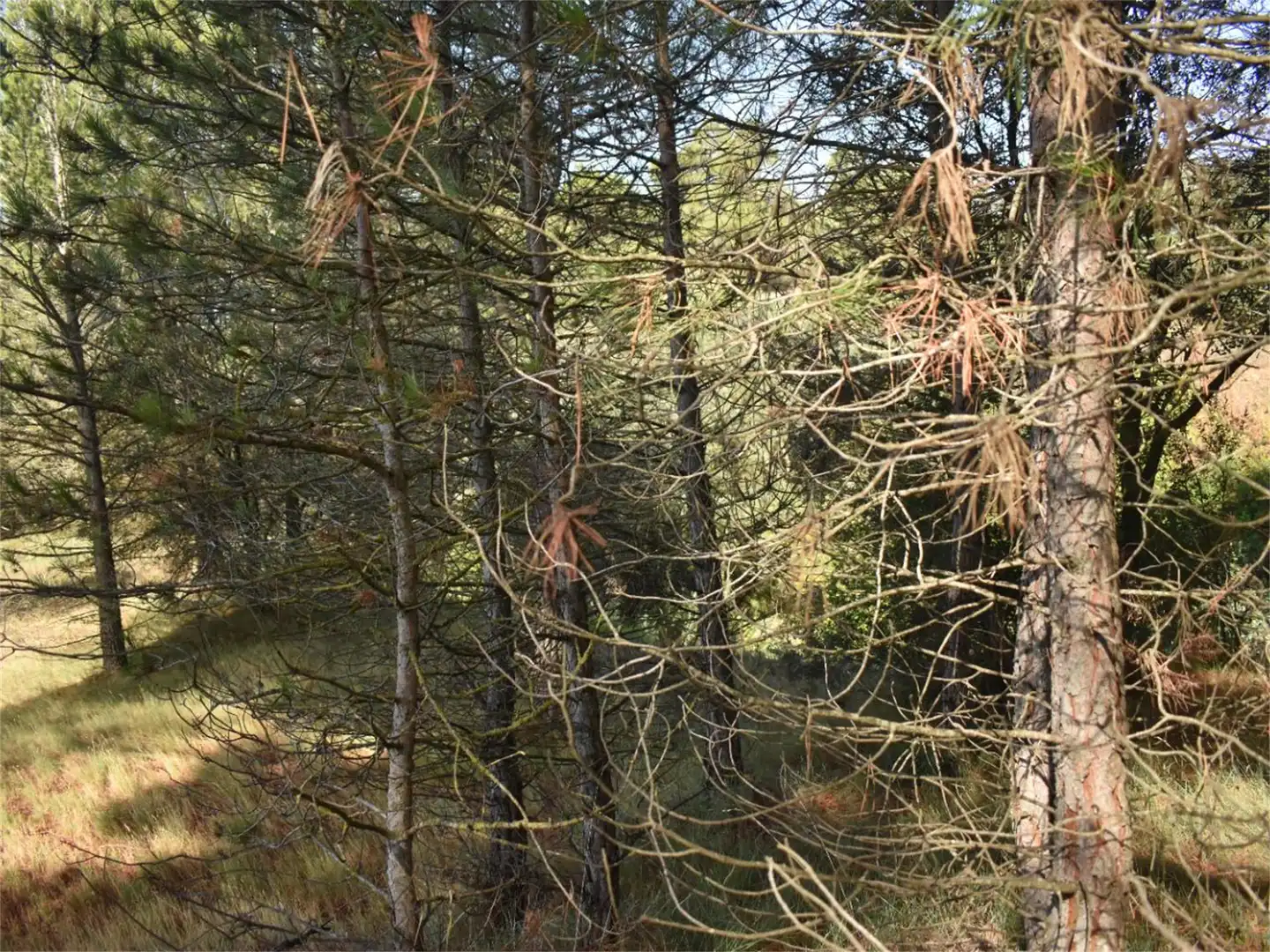 Land for sale in Carrer del Baix Llobregat, 7, Centre Land for sale in Igualada