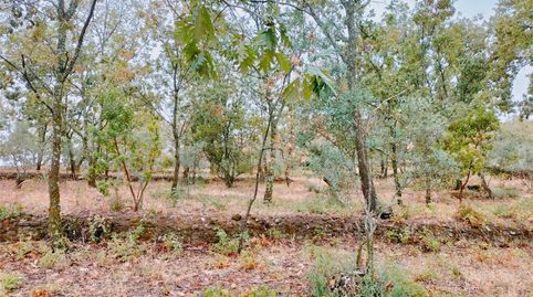 Terreno en venta en Torremenga, Cáceres - imagen 3 Foto 3 de Terreno en venta en Torremenga, Cáceres