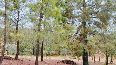 Terreno en venta en Torremenga, Cáceres - imagen 5 Foto 5 de Terreno en venta en Torremenga, Cáceres