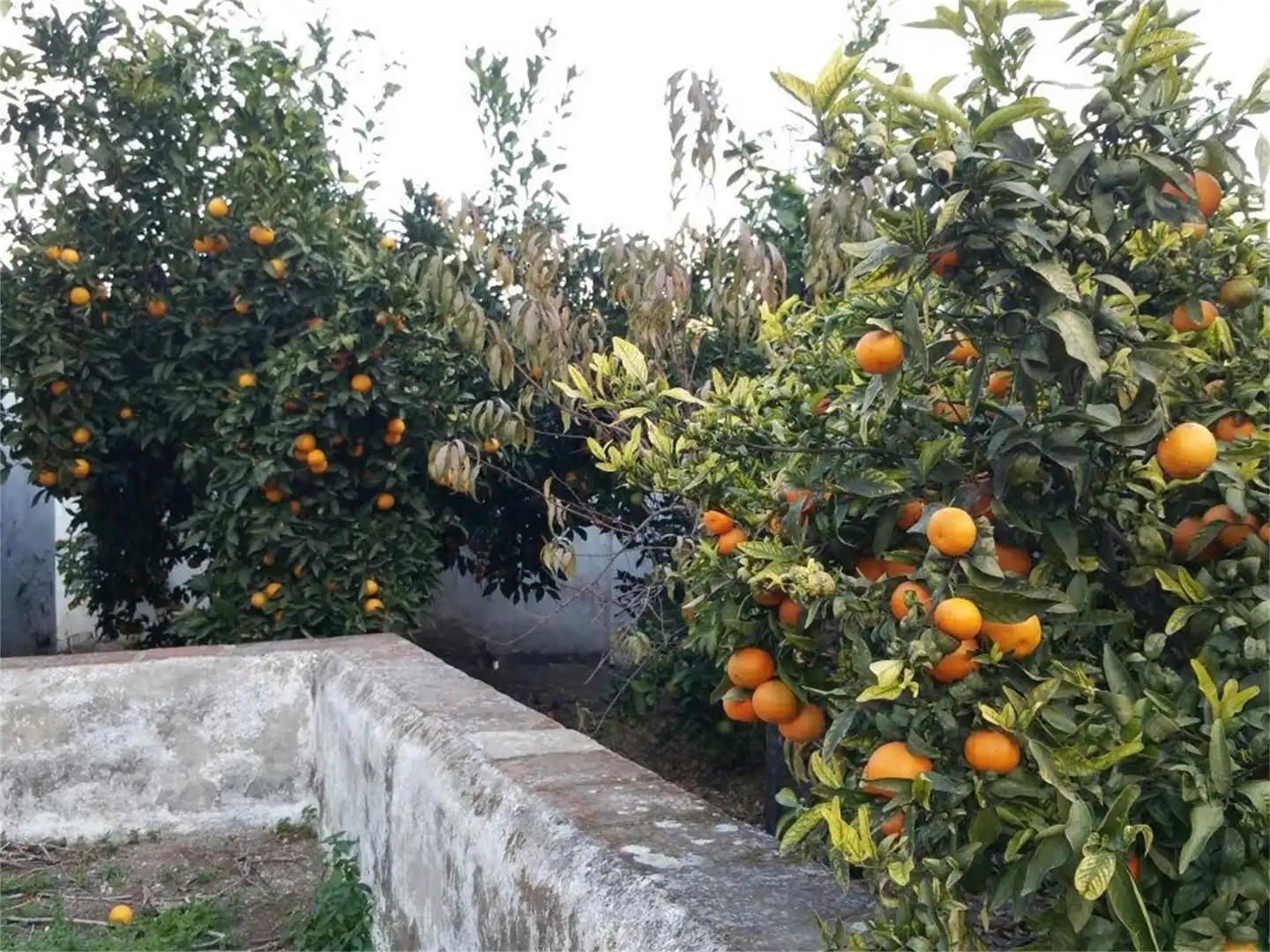 Country homes for sale in A-354, Pizarra Garden of Country homes for sale in Pizarra