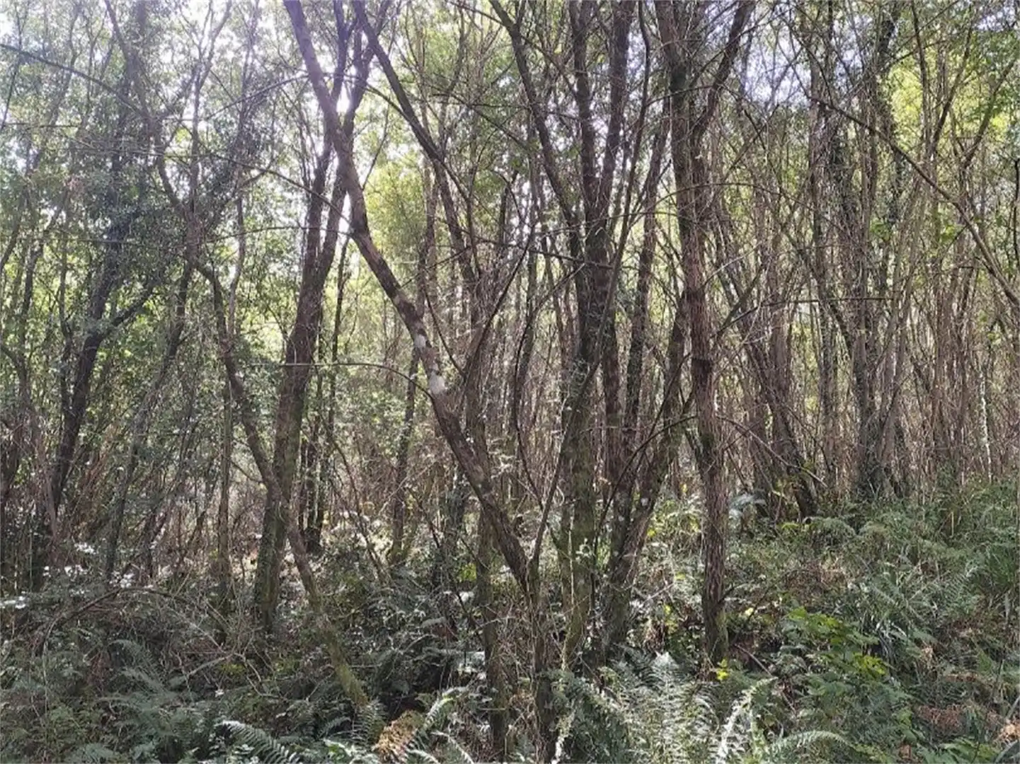 Land for sale in Barrio Erdotza, Markina-Xemein Land for sale in Markina-Xemein