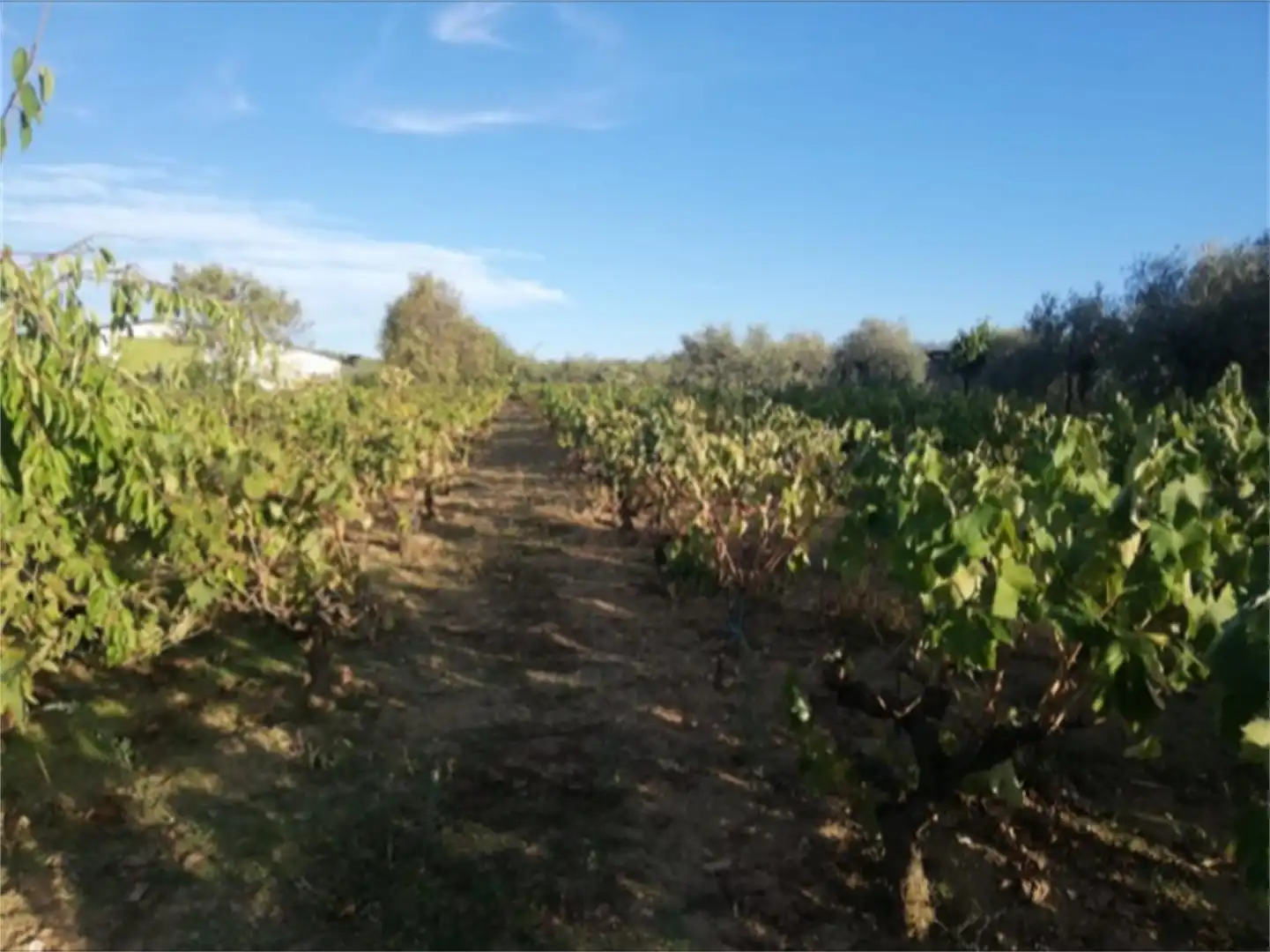 Land for sale in Calle Santa María, Pozuelo de Zarzón Land for sale in Pozuelo de Zarzón