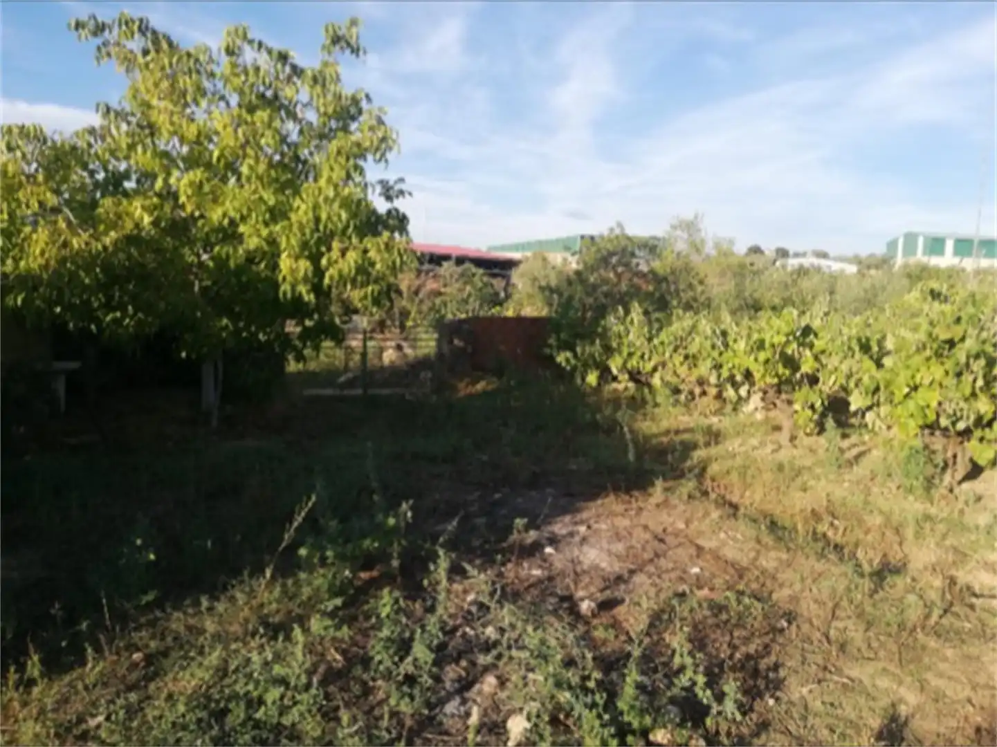 Land for sale in Calle Santa María, Pozuelo de Zarzón Land for sale in Pozuelo de Zarzón