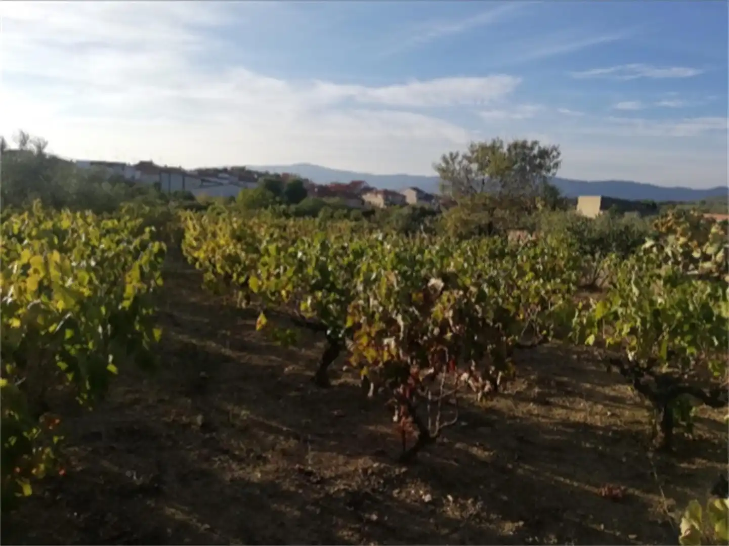 Land for sale in Calle Santa María, Pozuelo de Zarzón Land for sale in Pozuelo de Zarzón
