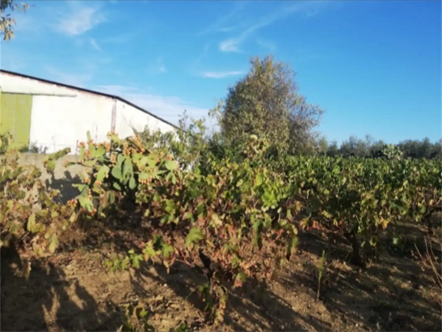 Land for sale in Calle Santa María, Pozuelo de Zarzón Land for sale in Pozuelo de Zarzón
