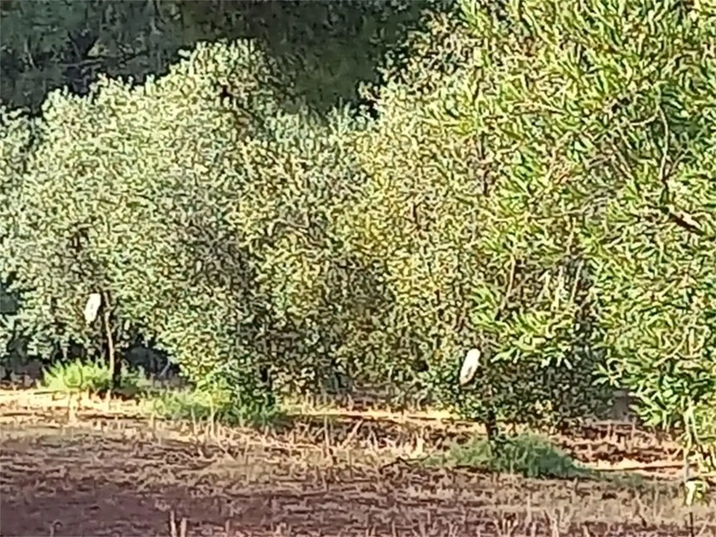 Finca rústica en venda a Carretera Cartaya-gibraleón, Núcleo urbano Finca rústica en venda en Aljaraque