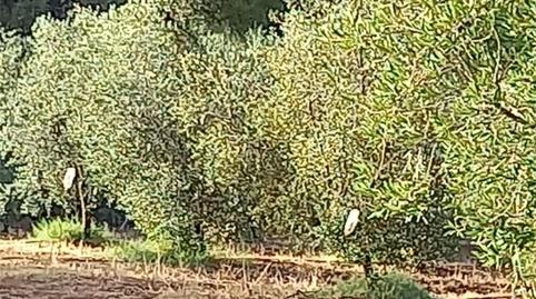 Foto 3 de Finca rústica en venta en Carretera Cartaya-gibraleón, Núcleo urbano, Huelva