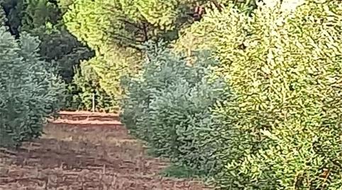 Foto 4 de Finca rústica en venta en Carretera Cartaya-gibraleón, Núcleo urbano, Huelva
