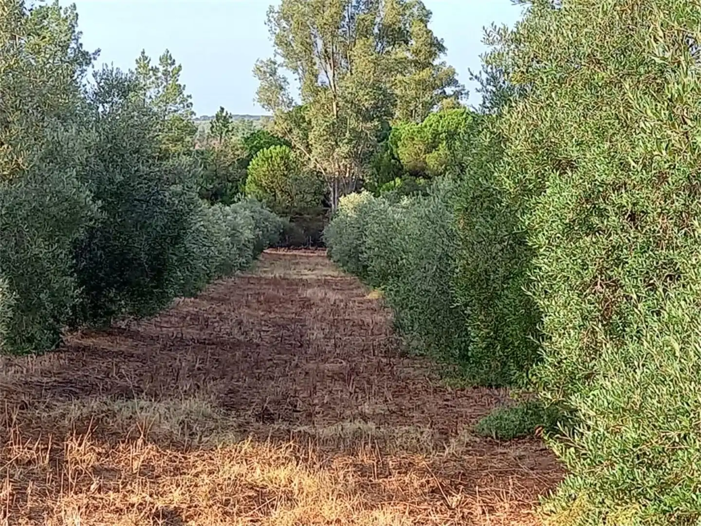 Finca rústica en venda a Carretera Cartaya-gibraleón, Núcleo urbano Finca rústica en venda en Aljaraque