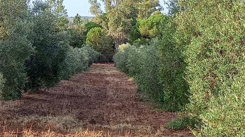 Foto 2 de Finca rústica en venta en Carretera Cartaya-gibraleón, Núcleo urbano, Huelva