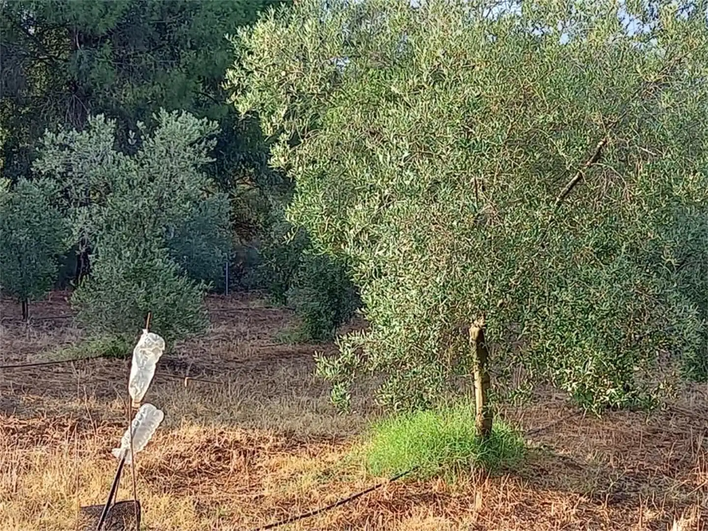 Finca rústica en venda a Carretera Cartaya-gibraleón, Núcleo urbano Finca rústica en venda en Aljaraque