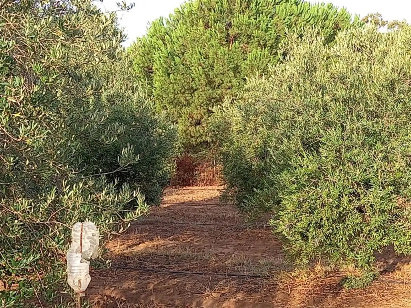 Finca rústica en venda a Carretera Cartaya-gibraleón, Núcleo urbano Finca rústica en venda en Aljaraque