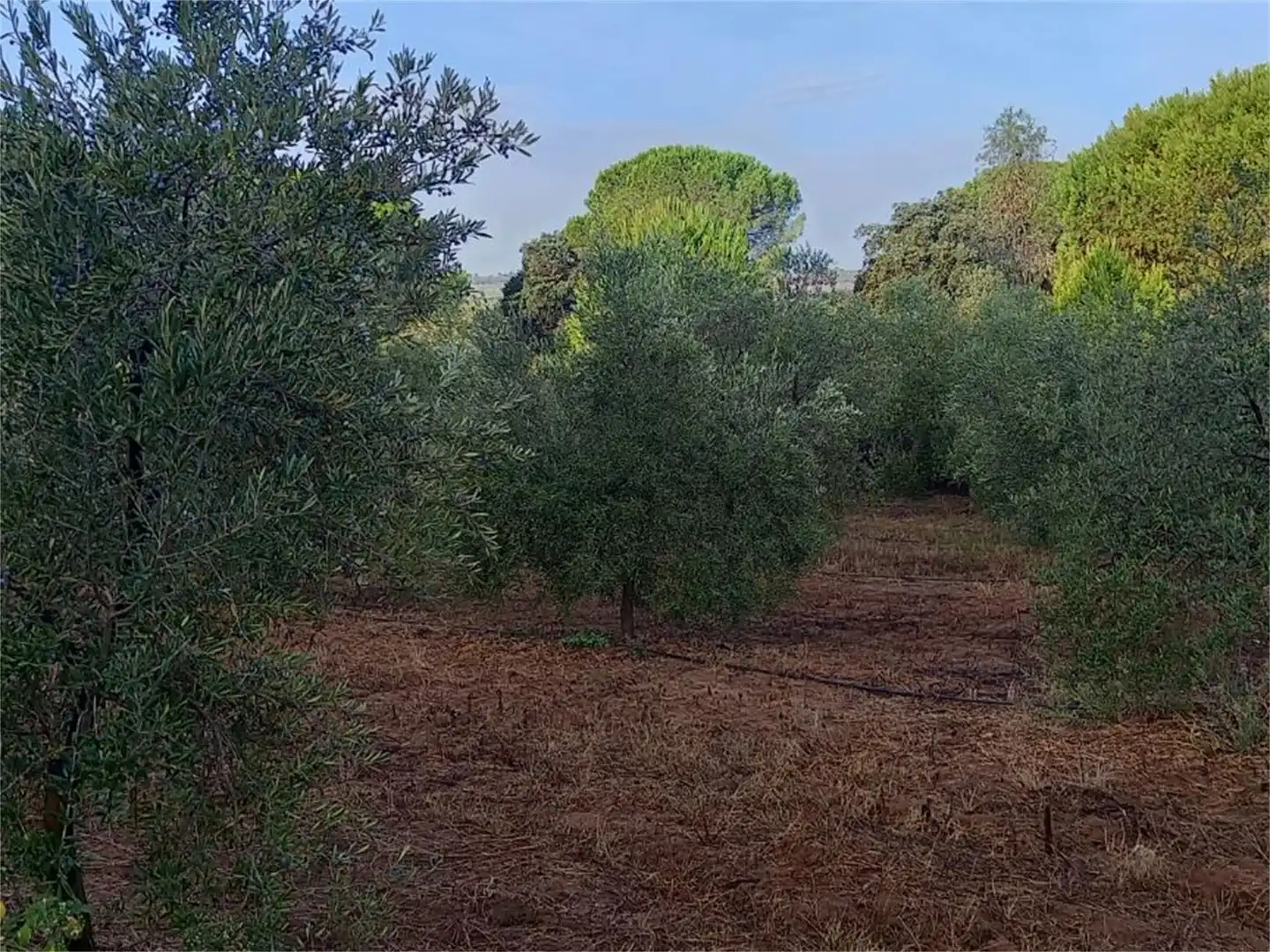 Finca rústica en venda a Carretera Cartaya-gibraleón, Núcleo urbano Finca rústica en venda en Aljaraque
