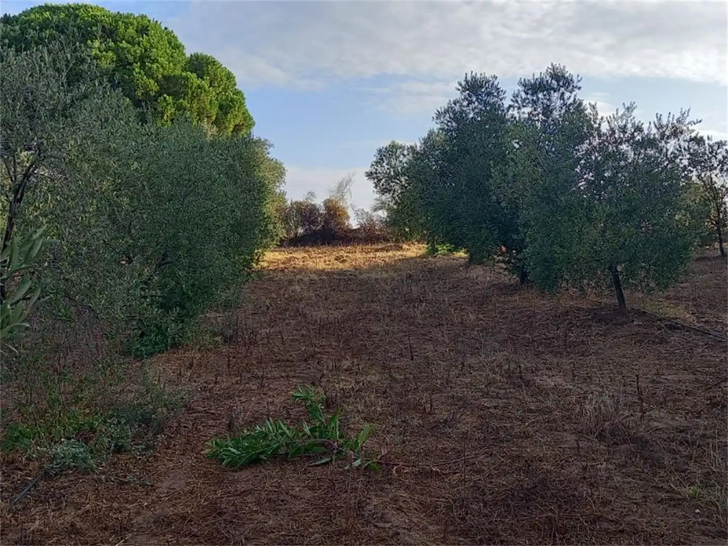 Finca rústica en venda a Carretera Cartaya-gibraleón, Núcleo urbano Finca rústica en venda en Aljaraque