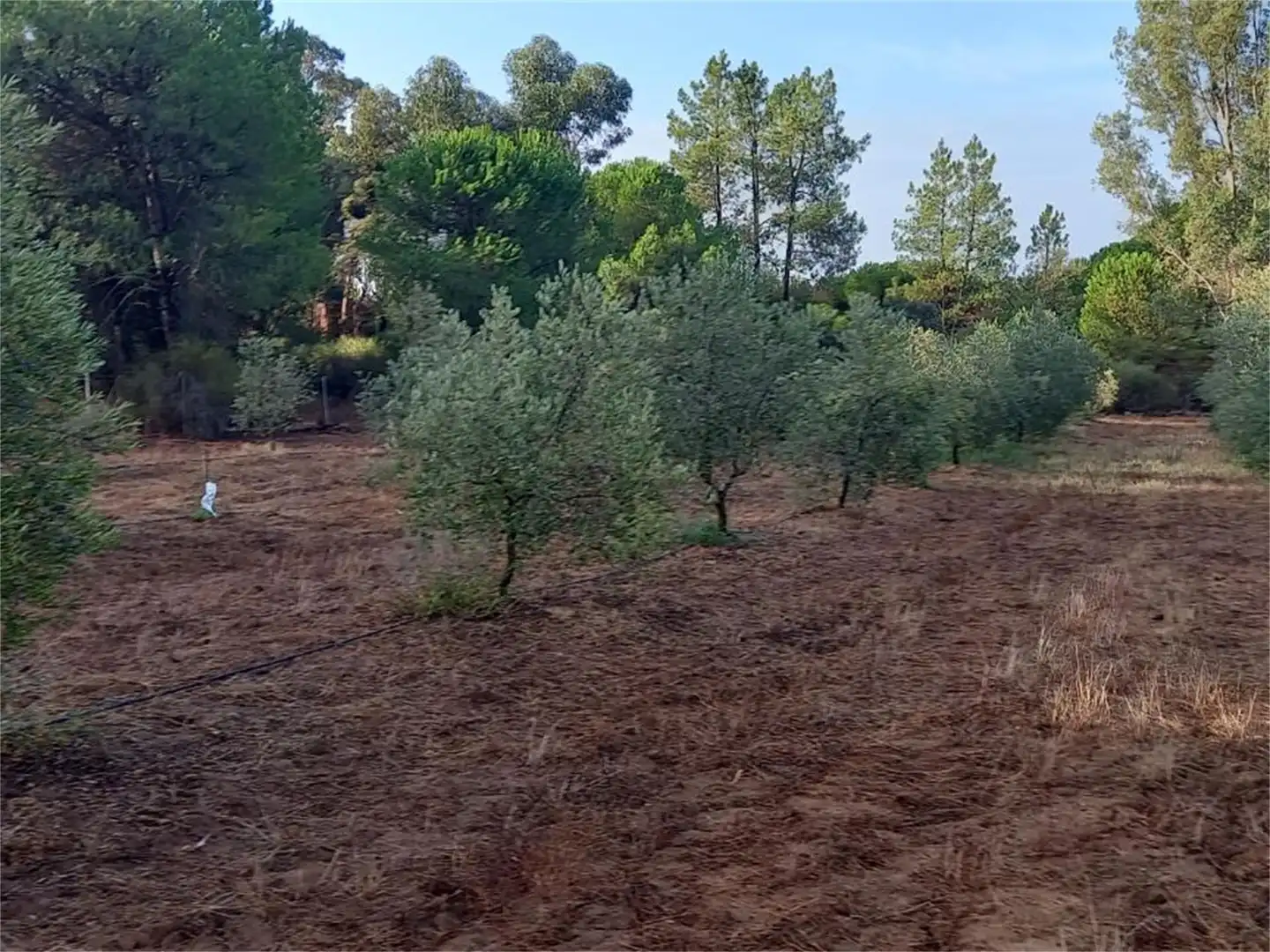 Finca rústica en venda a Carretera Cartaya-gibraleón, Núcleo urbano Finca rústica en venda en Aljaraque