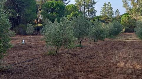 Foto 5 de Finca rústica en venta en Carretera Cartaya-gibraleón, Núcleo urbano, Huelva