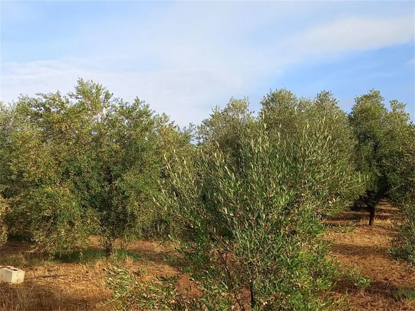 Finca rústica en venda a Carretera Cartaya-gibraleón, Núcleo urbano Finca rústica en venda en Aljaraque